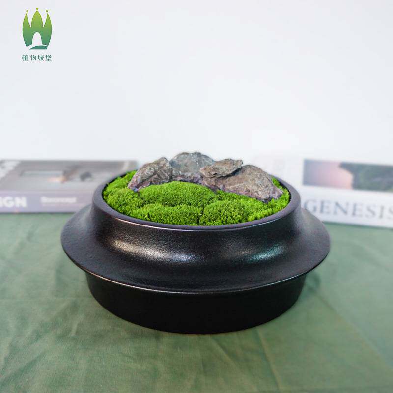 苔藓微观植物盆栽禅意桌面绿植盆栽日式青苔创意盆景新中式摆件