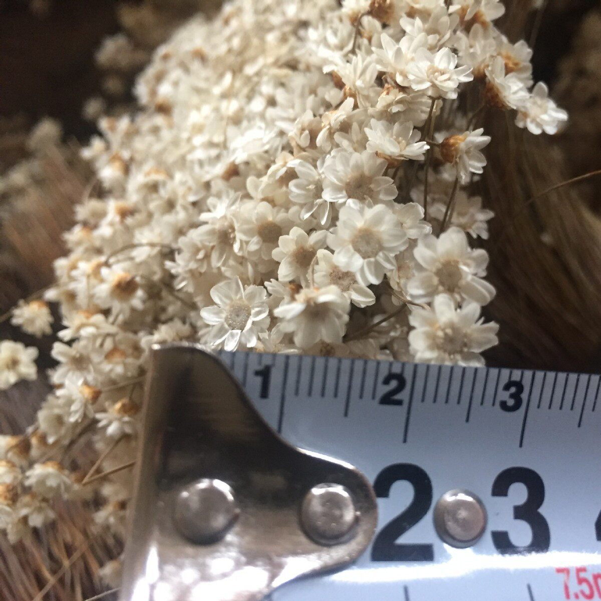 【小雅星花】巴西小雅星花迷你小雏菊天然植物自然干花