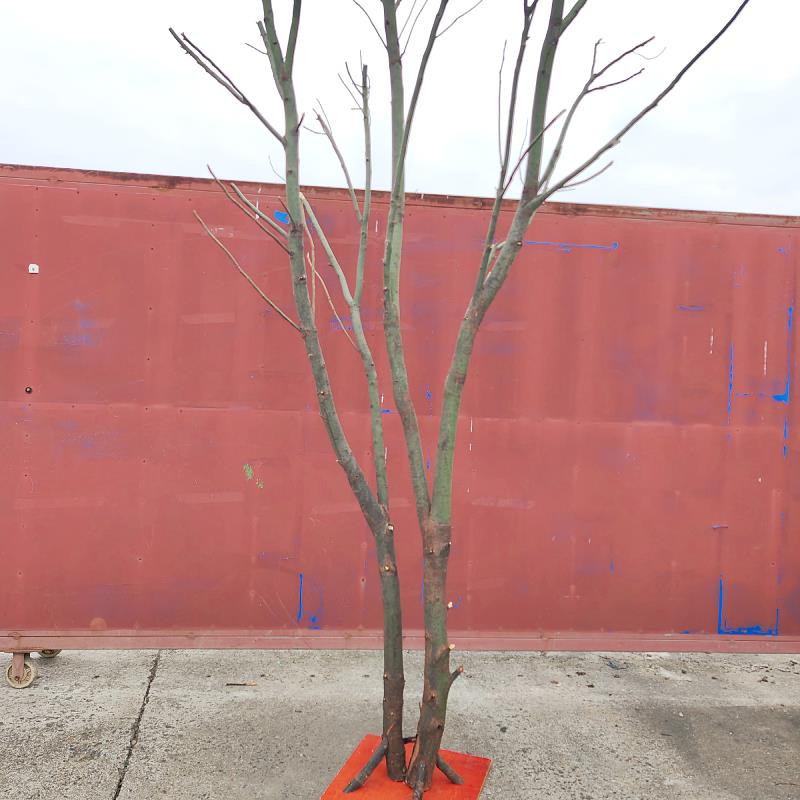 天然干树枝香樟树杈子枯树枝干屏风仿真树架子树枝灯去皮树枝枫拓