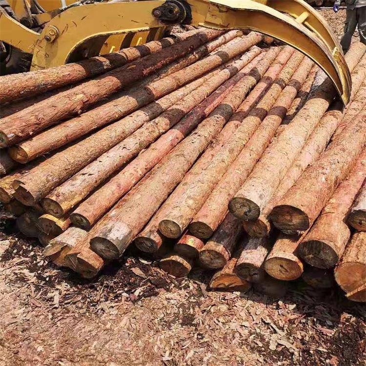 木板落叶桩原木打桩木河道驳岸松木木桩固定滑坡园林绿化树木支撑