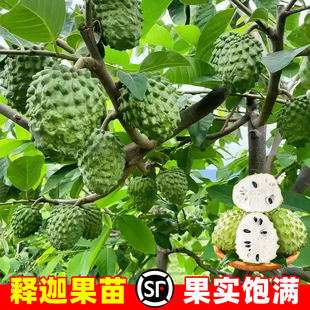 释迦果苗树带果台湾凤梨嫁接果树果苗榴莲庭院南方种植盆栽地栽苗
