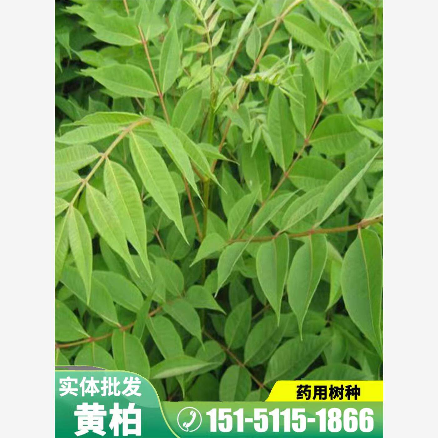药材黄柏种子黄檗元柏檗木黄菠萝籽川黄柏种子绿化林木苗木树种子