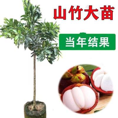 新品种无籽山竹苗当年结果泰国山竹果树苗庭院地栽南北方可以种植