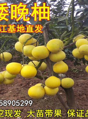 晚矮柚树苗嫁接柚子高产