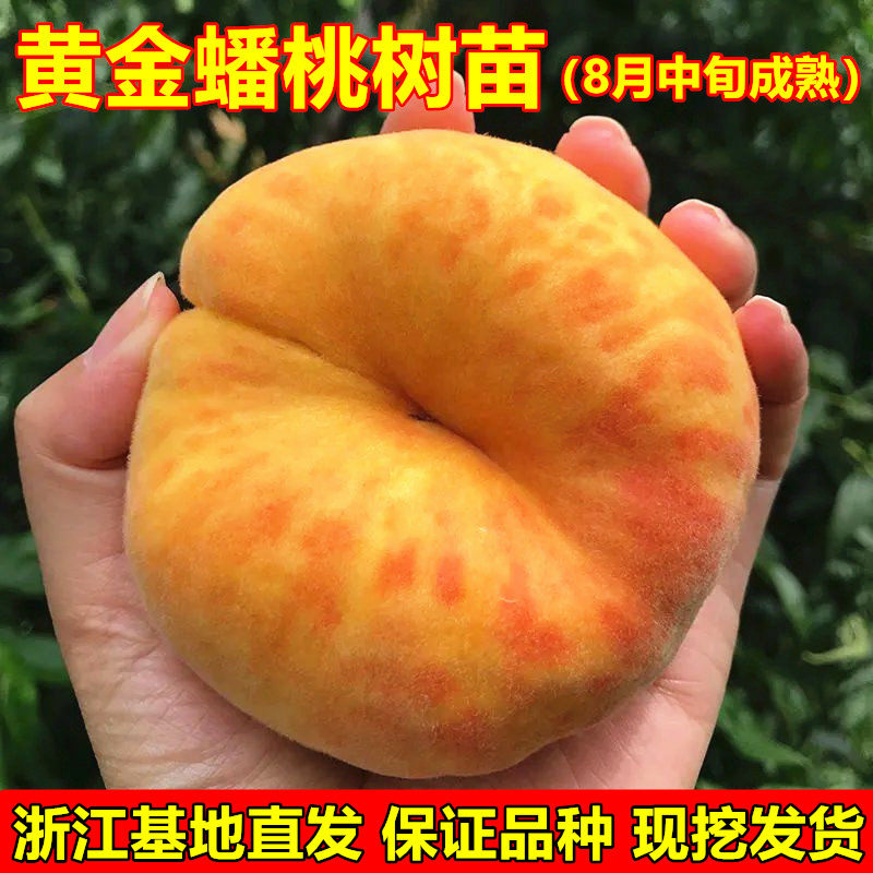 黄金蟠1号桃树苗 黄金蟠桃树苗 单果重一斤 南北方种植桃树苗