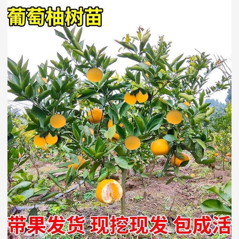 葡萄柚苗南北方庭院地栽种植特地栽盆栽柚子树嫁接苗果树当年结果