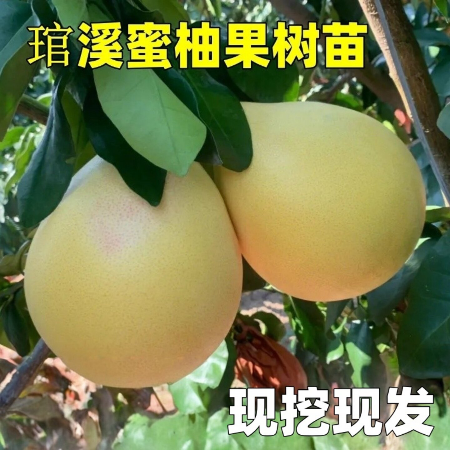 柚子树苗琯溪蜜柚苗红心柚子树苗南方北方庭院盆栽地栽果树嫁接苗