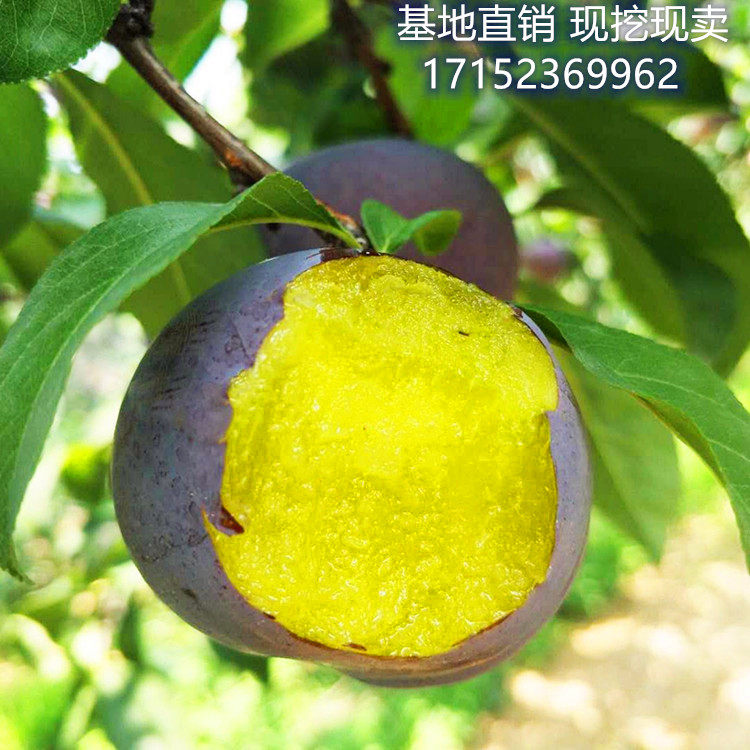蜂糖李子树苗当年结果三华南方种植胭脂北方品种李子苗果树苗树苗