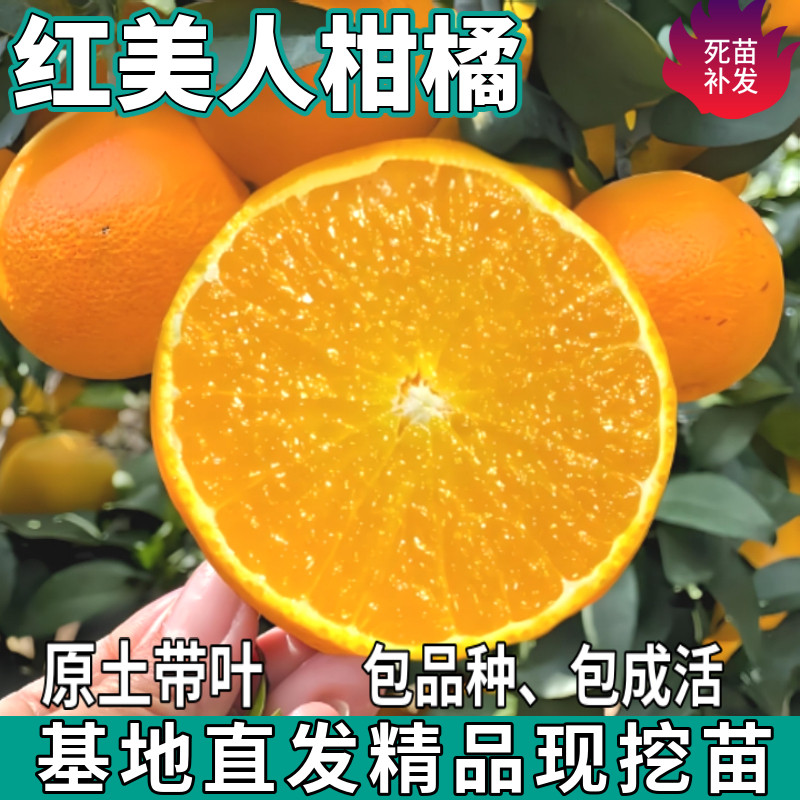 正宗象山红美人树苗嫁接盆栽南北方地栽爱媛28柑橘桔子苗当年结果