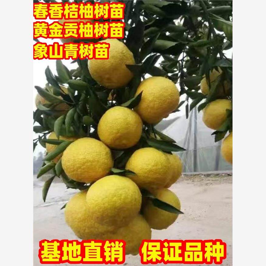 橘子树苗春香桔柚树苗黄金贡柚树苗象山青树苗南北方庭院种植盆栽