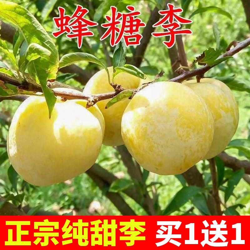 蜂糖李子树苗嫁接特大晚图片