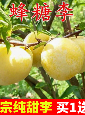 蜂糖李子树苗嫁接特大晚