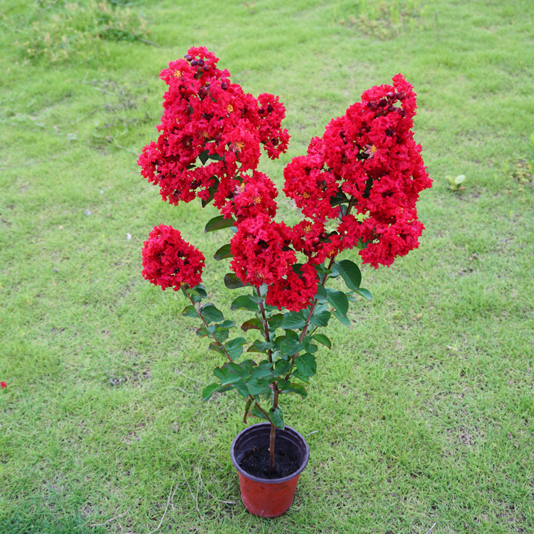 美国紫薇花树苗红火箭盆