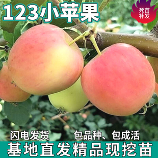 123小苹果树苗南北方庭院地栽盆栽种植嫁接脆甜海棠果苗当年结果