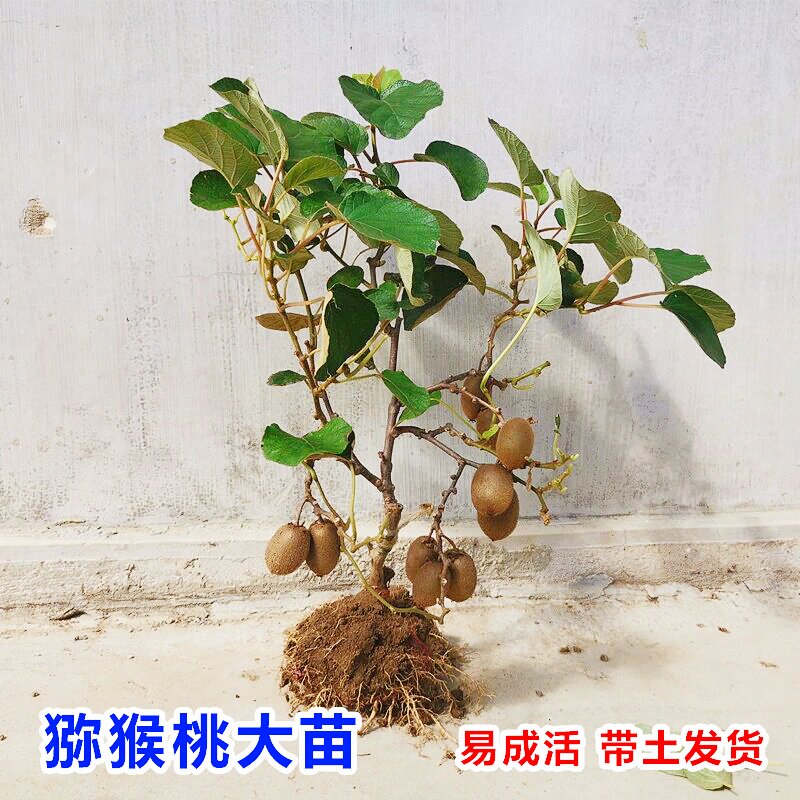 猕猴桃树果苗红心黄心徐香弥猴桃公母同株南北方奇异果猕猴苗盆栽