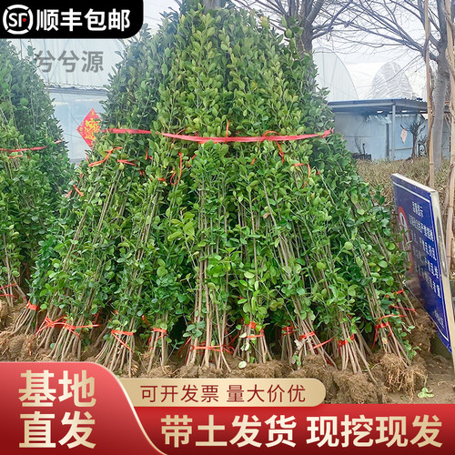 冬青树苗大叶黄杨苗北海道黄杨常青树苗绿化庭院绿篱植物围墙篱笆