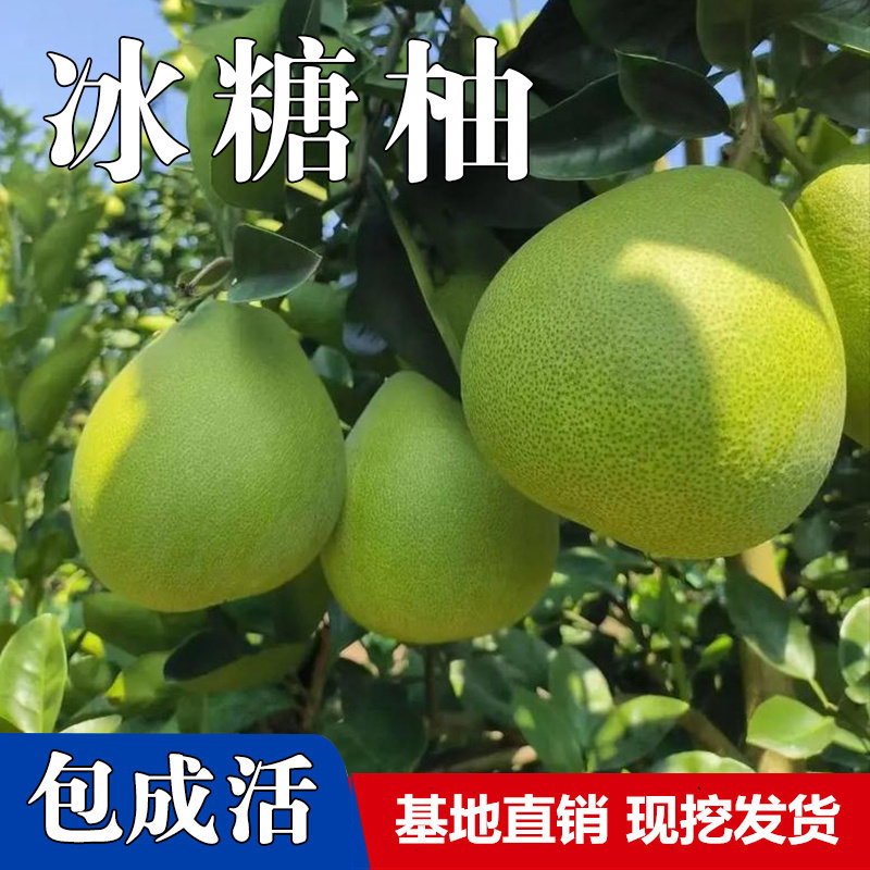 冰糖柚子苗南北方庭院地栽种植柚子树苗阳台盆栽嫁接带土当年结果