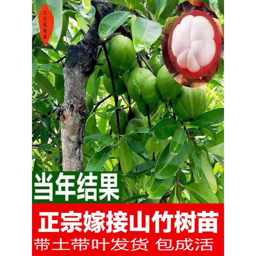 广西山竹树苗嫁接改良大果岭南山竹果树苗庭院盆栽南北方种植耐寒