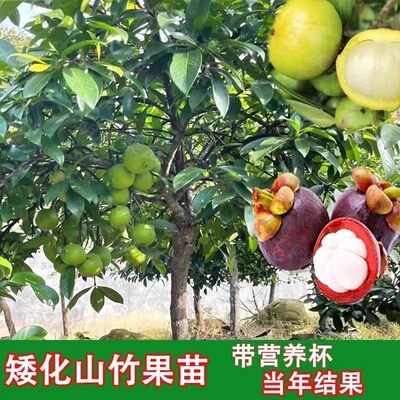 山竹树苗 无籽山竹苗嫁接果树苗 当年结果南北方四季盆栽阳台盆栽