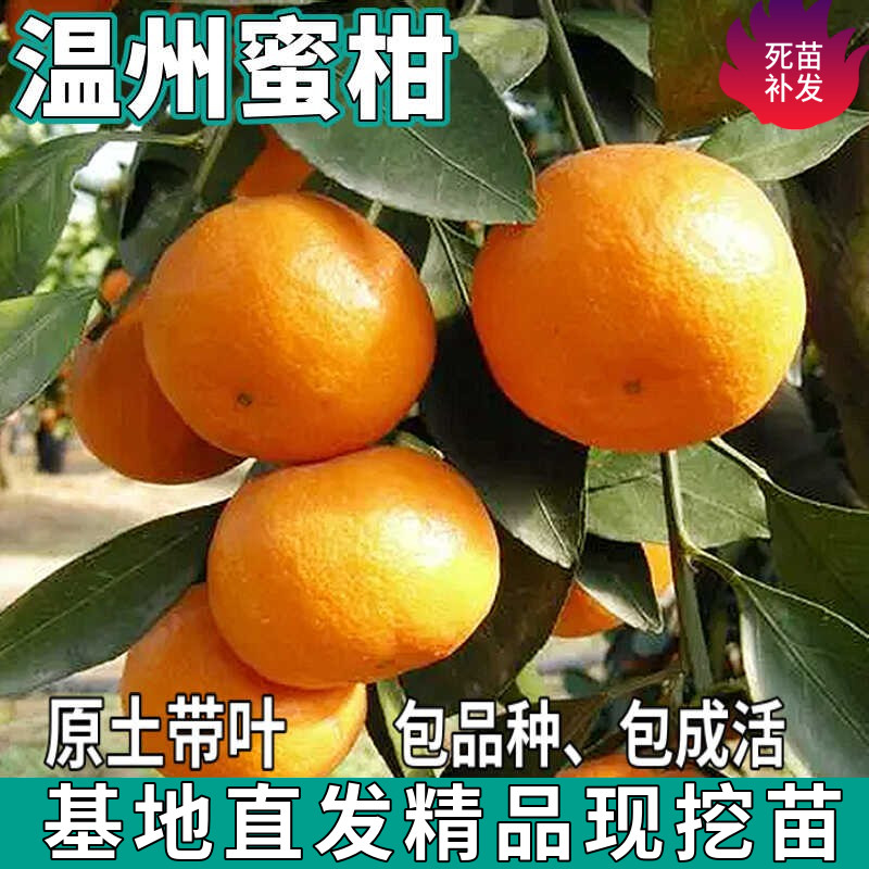 温州蜜柑苗树南北方地栽盆栽嫁接无籽蜜桔耐寒桔子果树苗当年结果