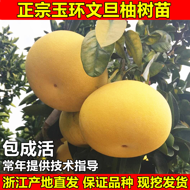 玉环文旦柚树苗嫁接柚子图片