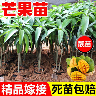 芒果苗树苗台农芒金煌芒苗四季蜜芒嫁接苗品种正宗带叶泥盆栽庭院