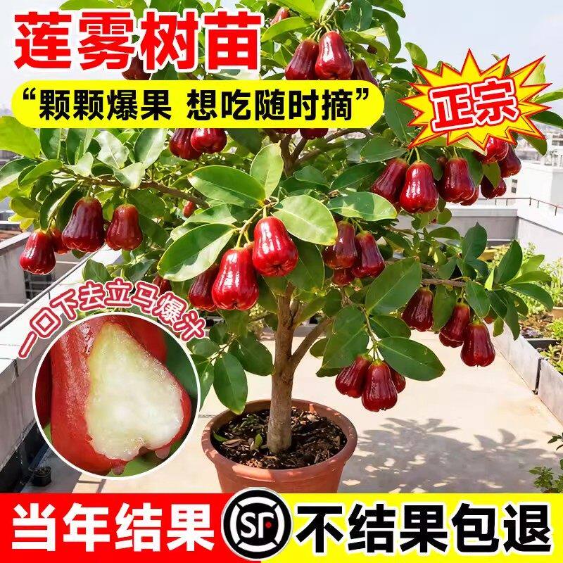 莲雾果树苗黑金刚黑糖芭比大叶红当年结果南北方种植带叶盆栽地栽
