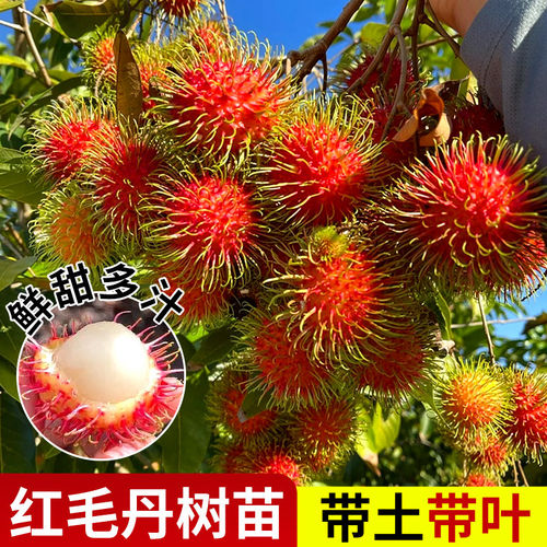 红毛丹树苗嫁接苗南方种植当年结果毛荔枝苗地栽盆栽果树苗