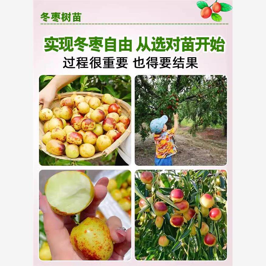 枣树活苗特大北方南方盆栽地庭院当年结果金丝冬大枣树苗嫁接果苗