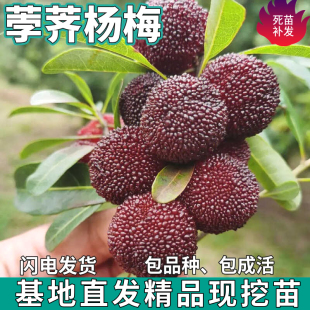 荸荠杨梅苗树地栽南北方庭院盆栽种植嫁接特大果杨梅树苗当年结果