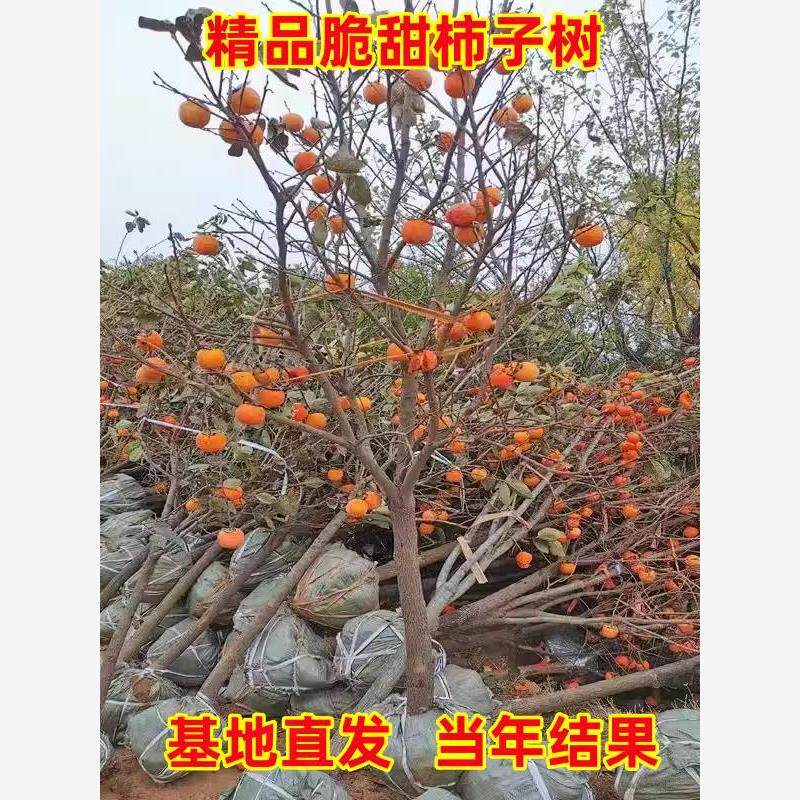 柿子树果苗庭院果树特大脆甜带土南方北方种植盆栽地栽黑柿子苗树