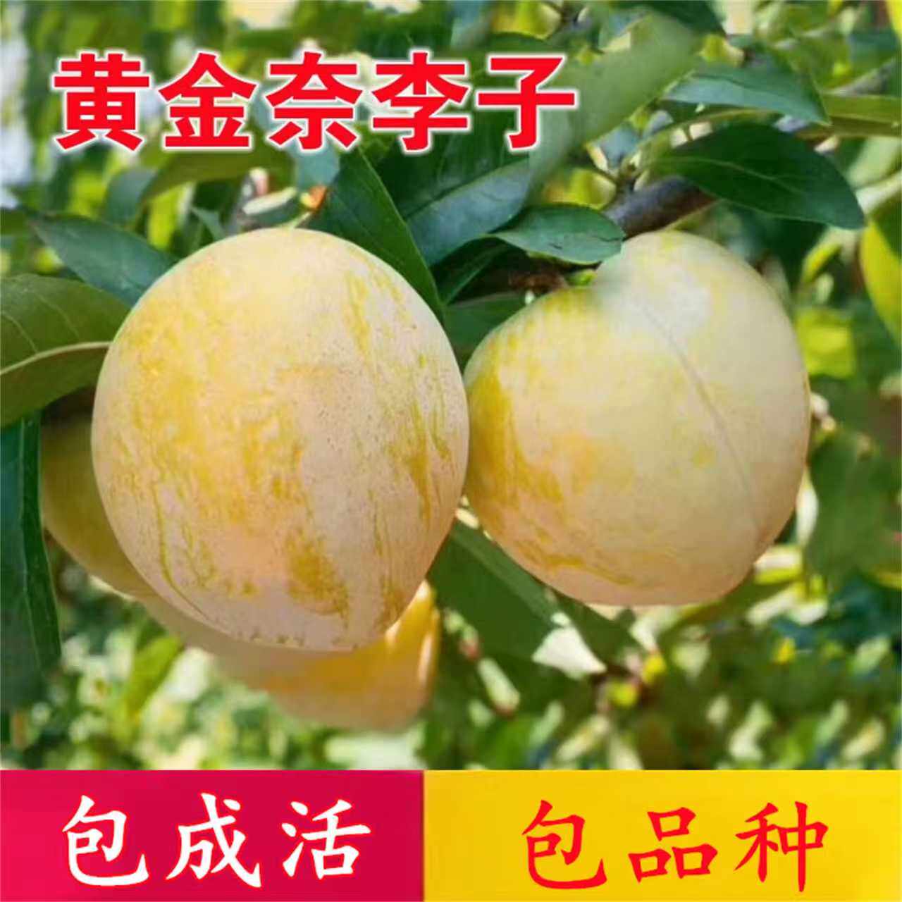 黄金奈李子树苗脱骨正宗嫁接蜂糖李子苗南北方种植盆栽当年结果苗