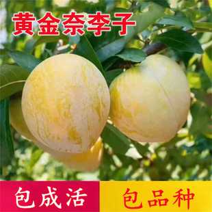 黄金奈李子树苗脱骨正宗嫁接蜂糖李子苗南北方种植盆栽当年结果苗