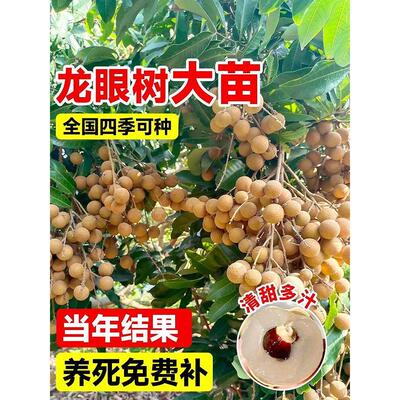 正宗石硖龙眼树苖特大号嫁接南方北方四季种植盆栽地栽庭院果树苗