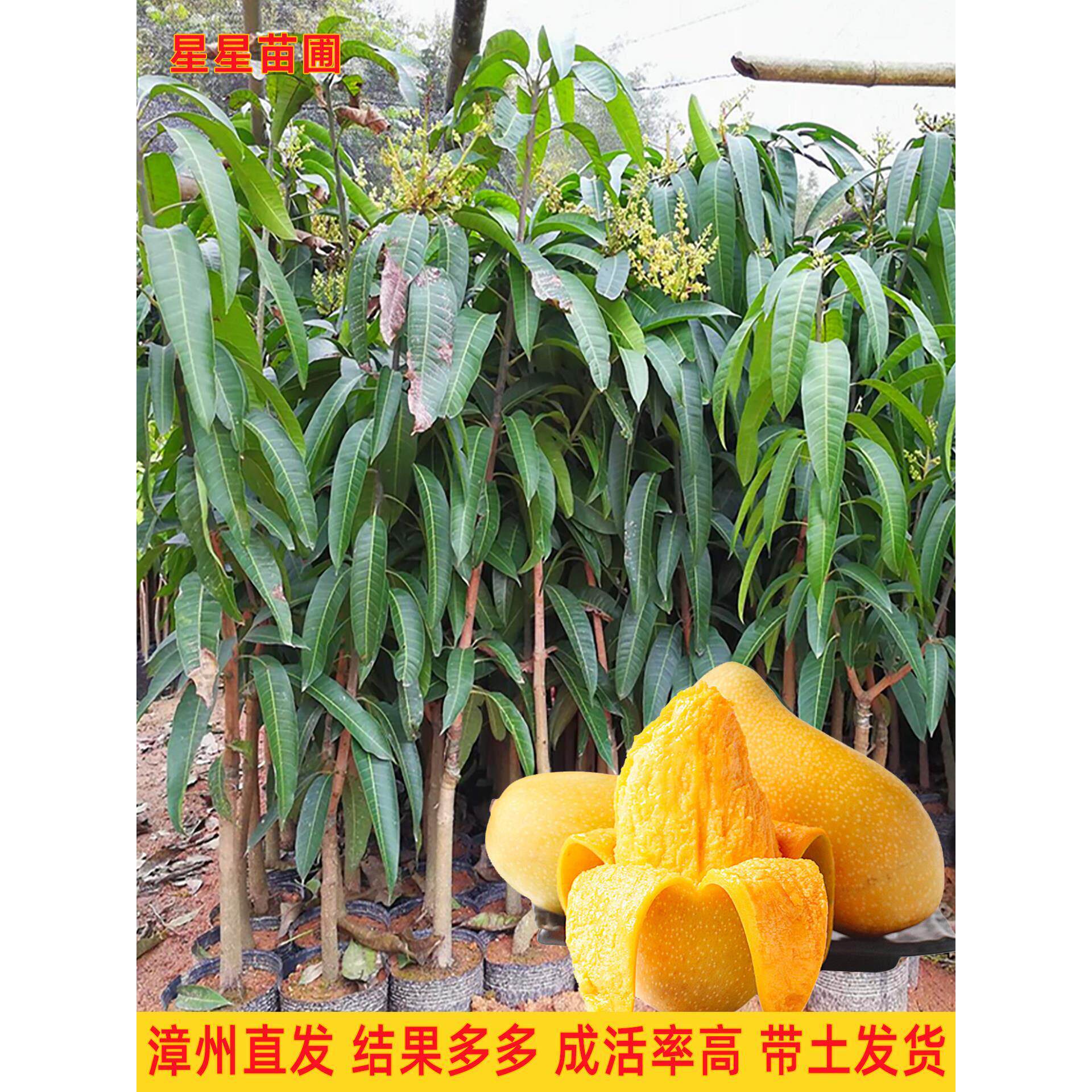 芒果树苗嫁接四季芒金煌芒贵妃芒大颗果树苗南方北方种植当年结果