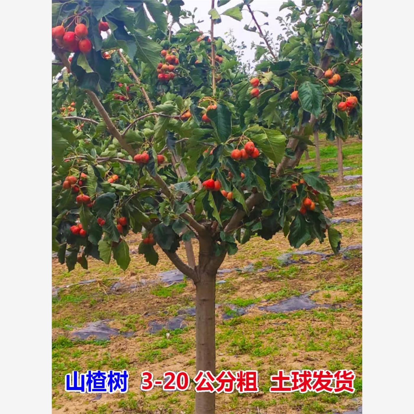 山楂树活苗特大老桩带土