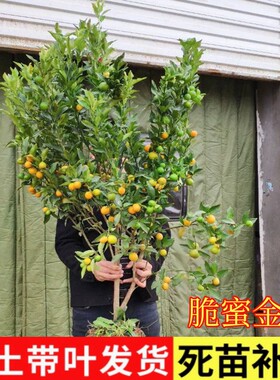 金桔树盆栽带果脆皮苗四