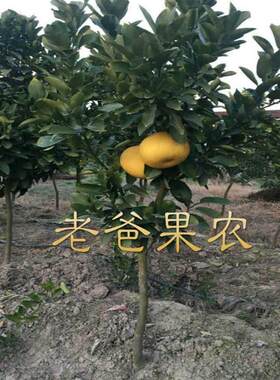 正宗玉环文旦楚门柚子树苗/红心蜜柚嫁接果树苗木可盆栽庭院种植