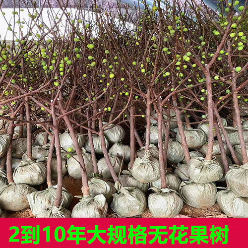 无花果树苗新品种四季特