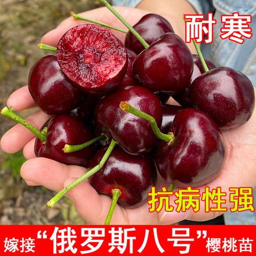 俄罗斯八号大樱桃树苗嫁