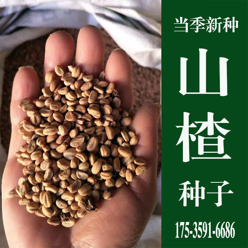 优质山楂树种子野生山里红籽散装观果观花果树嫁接砧木实生苗