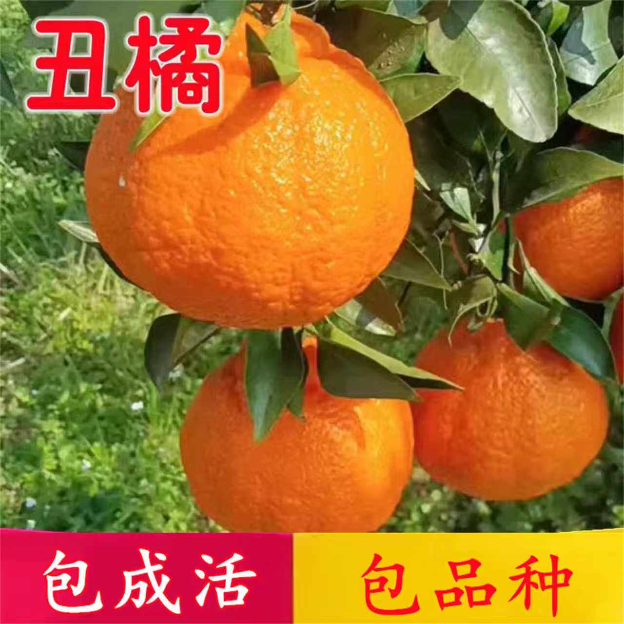 不知火丑橘树苗柑橘子苗特大晚熟丑八怪盆栽嫁接阳春丑柑桔子树苗