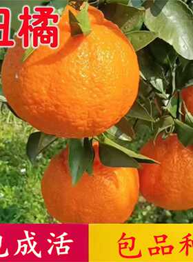 不知火丑橘树苗柑橘子苗特大晚熟丑八怪盆栽嫁接阳春丑柑桔子树苗