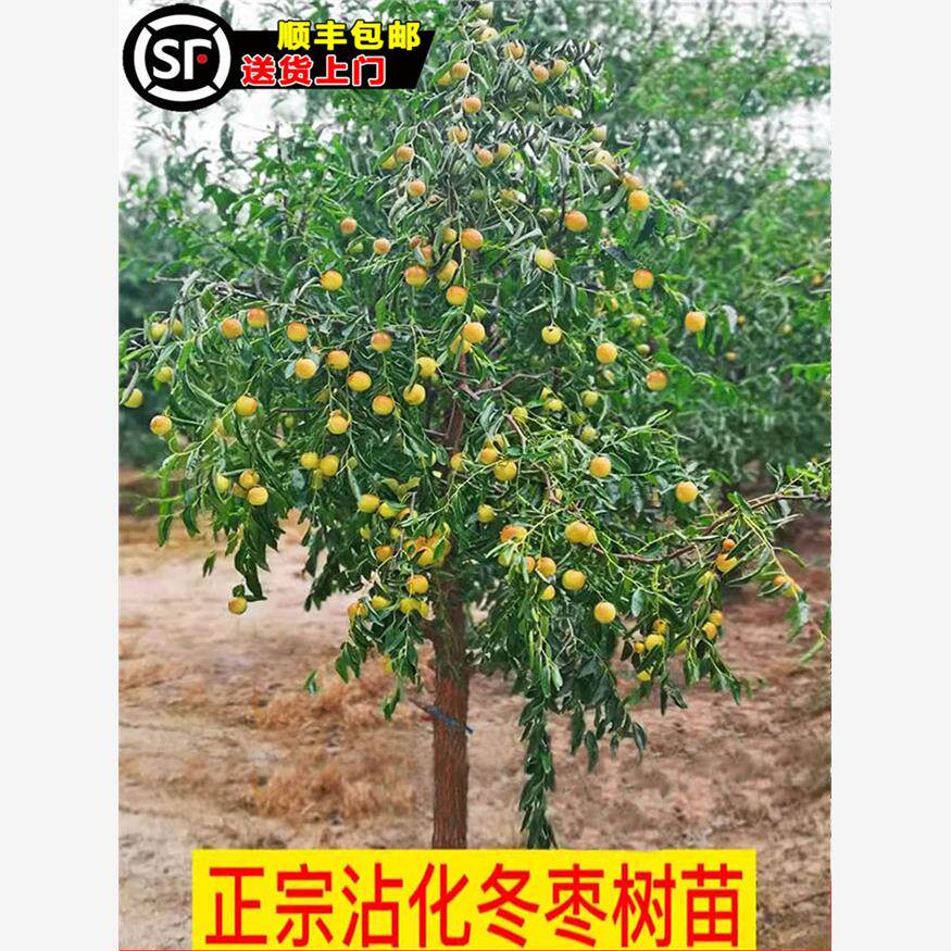 枣树活苗特大脆甜沾化冬枣南方北方庭院果树老桩金丝枣嫁接枣树苗