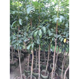 广东普宁吊思茅乌榄黑橄榄果树苗嫁接 工艺油榄 带土带叶庭院种植