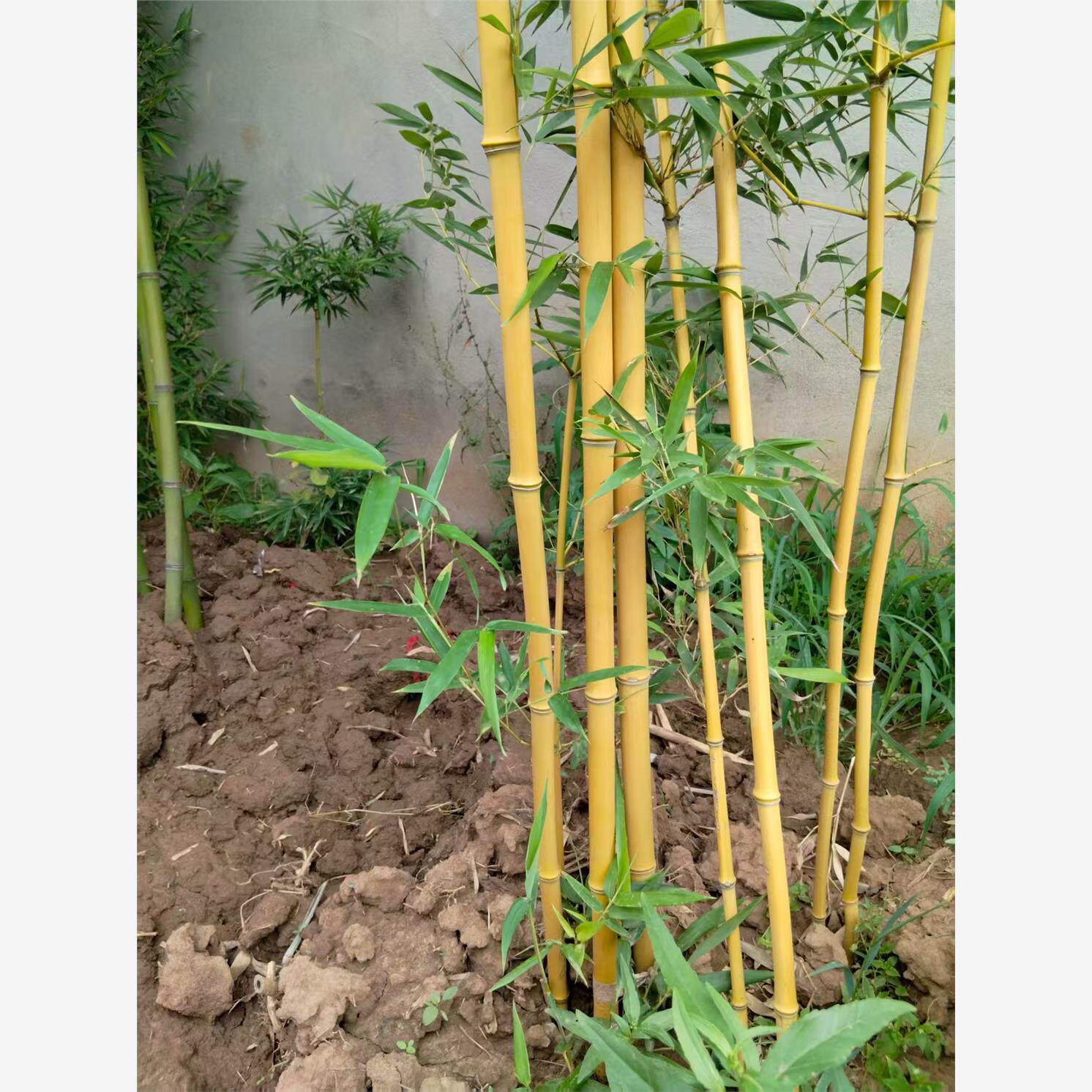 竹子苗庭院植物盆栽四季常青绿化黄金竹苗金镶玉罗汉竹毛竹苗紫竹