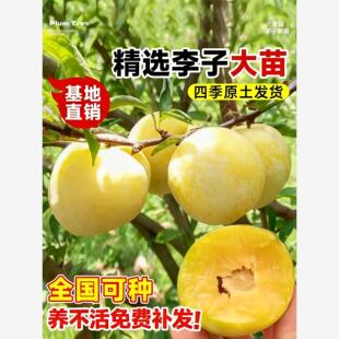 正宗蜂糖李树苗脆甜脱骨李西梅果树盆栽地栽庭院四季种植李子