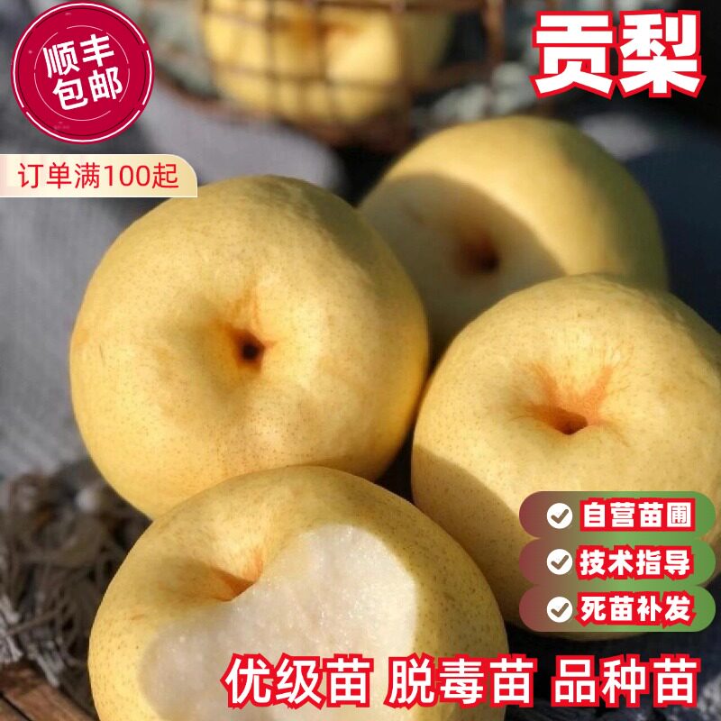 贡梨树苗果苗嫁接砀山梨苗特大脆甜酥梨苗地栽南北方种植当年结果