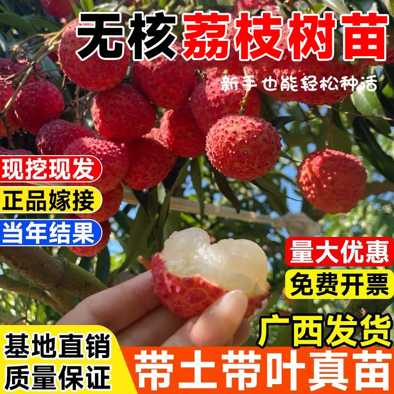 合江荔枝嫁接盆栽地栽南北方当年结果果树苗妃子笑桂味无核荔枝苗