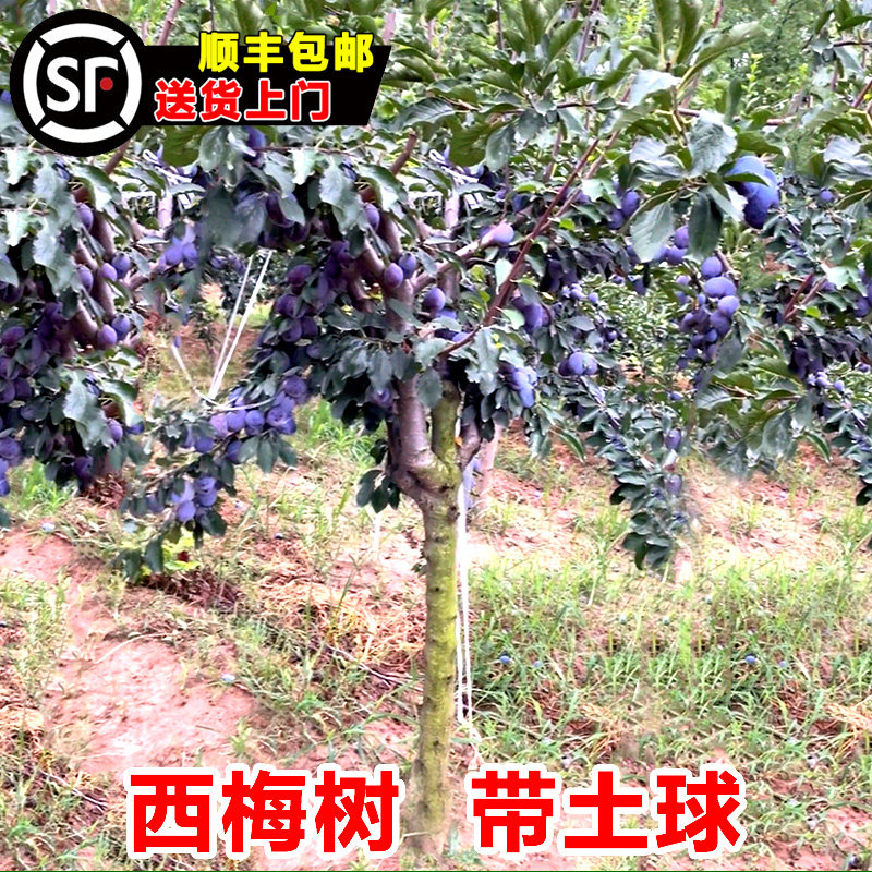 西梅树树苗特大蓝蜜法兰西带土南北方庭院阳台种植当年结果果树苗